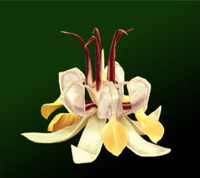 fleur