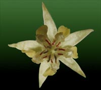 fleur1